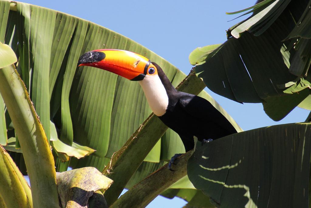 Pantanal Ranch Meia Lua Acomodação com café da manhã Miranda Exterior foto