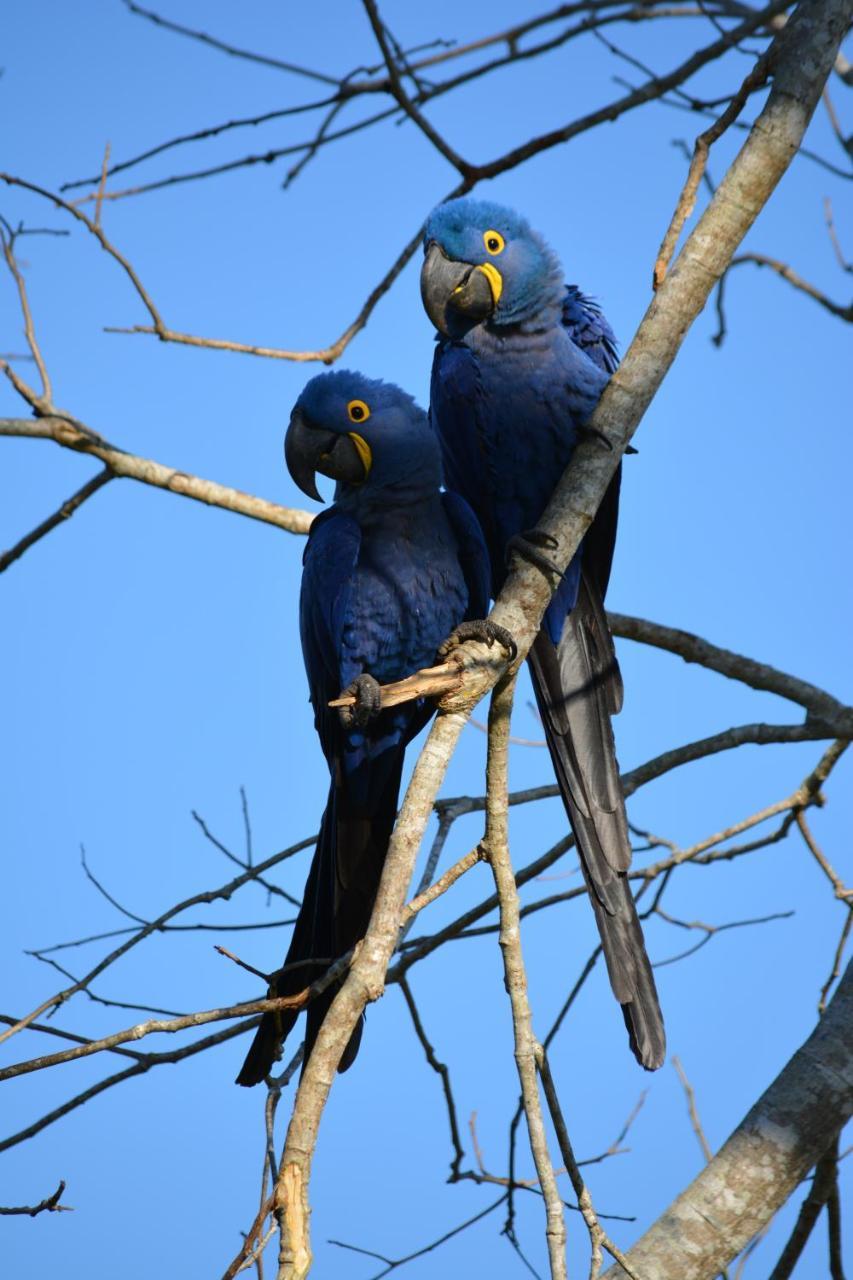 Pantanal Ranch Meia Lua Acomodação com café da manhã Miranda Exterior foto