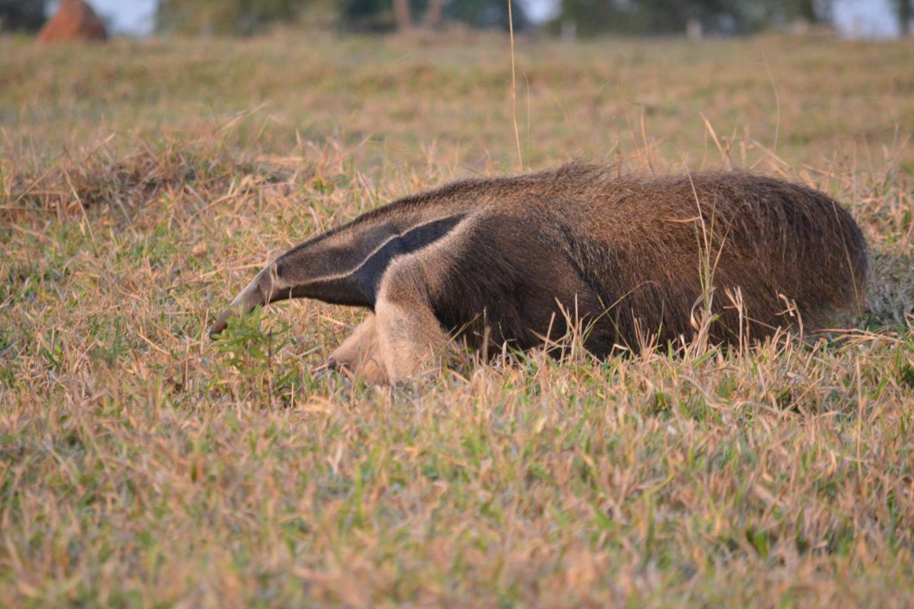 Pantanal Ranch Meia Lua Acomodação com café da manhã Miranda Exterior foto