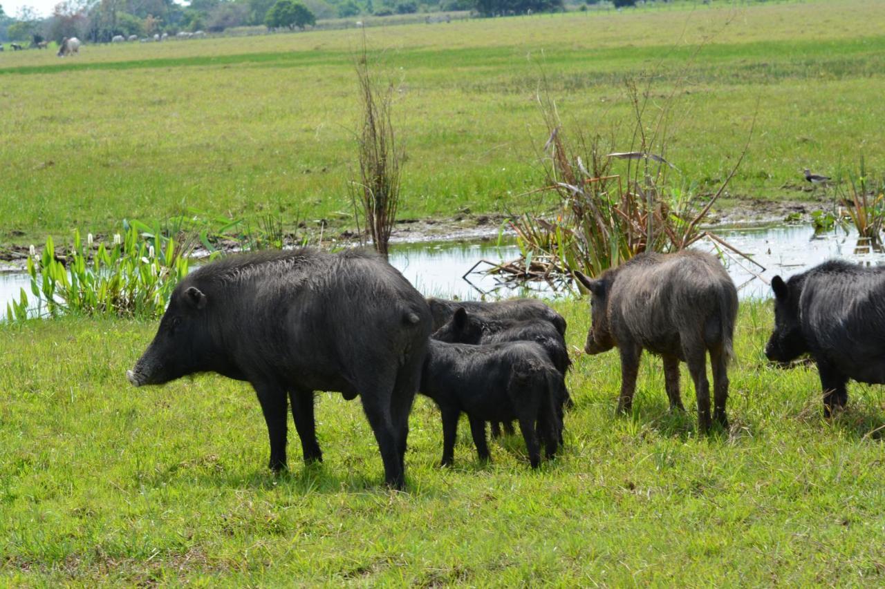 Pantanal Ranch Meia Lua Acomodação com café da manhã Miranda Exterior foto